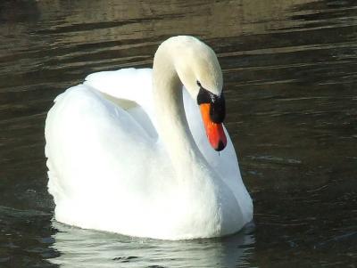 Прикрепленное изображение: 007.jpg